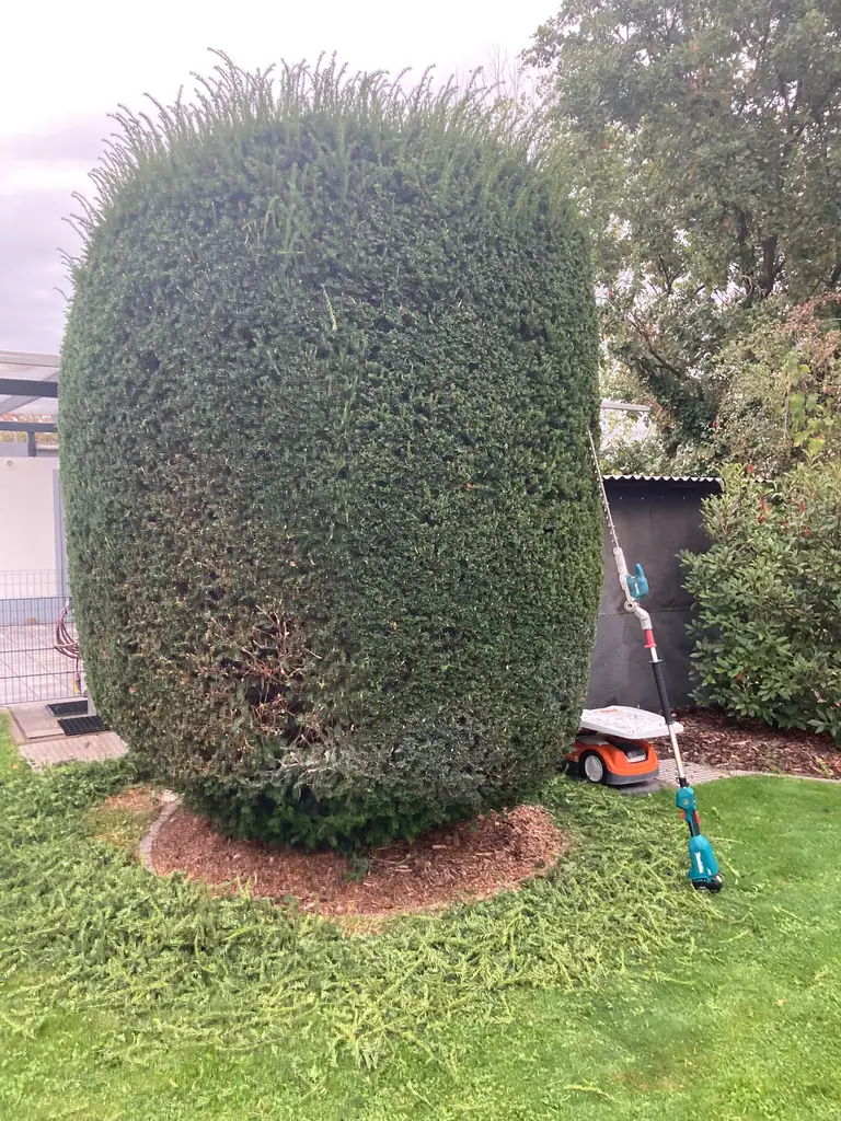 Gehölz nach dem Formschnitt im Garten