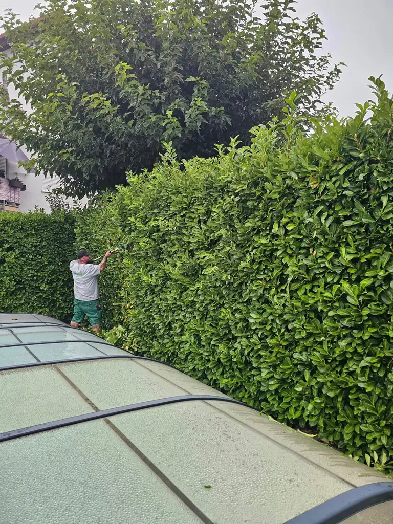 Rückschnitt einer hohen Gartenhecke