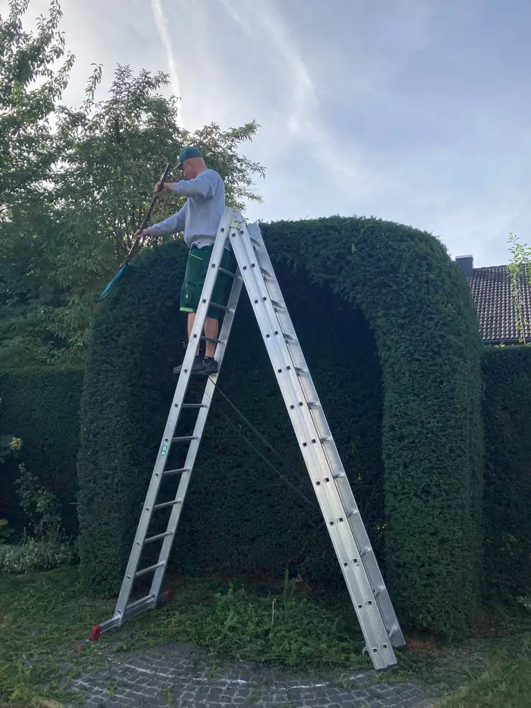 Formschnitt einer Hecke mit einer Leiter