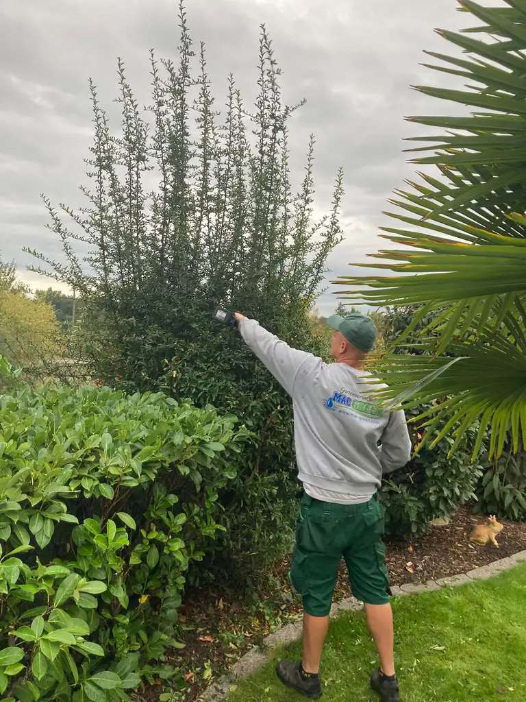 Strauch- und Gehölzschnitt im Garten